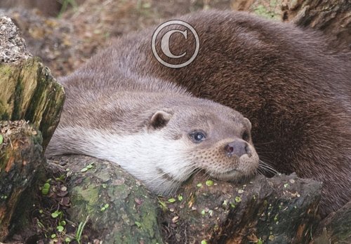 Otter DM0739